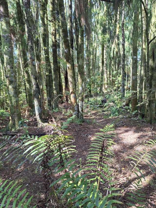 364 Virgin Flat Road Charleston_1