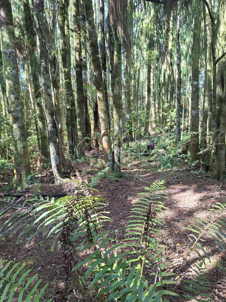 364 Virgin Flat Road Charleston_1