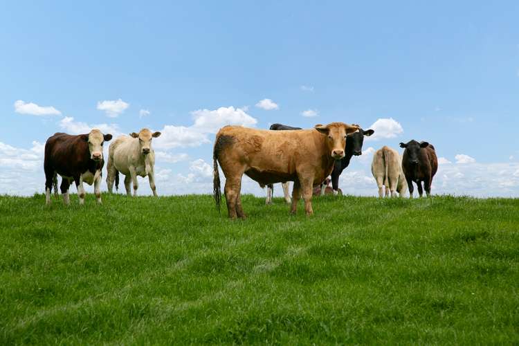 2/205 Oliver Road Te Miro_3