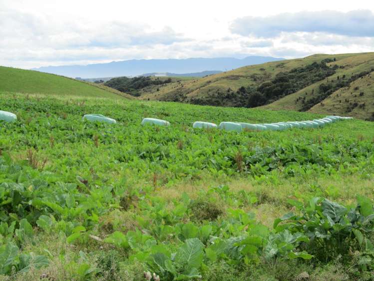 348 Happy Valley Road Tuatapere_18