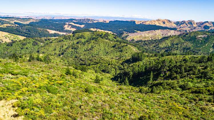 Ngahape Road Masterton_6