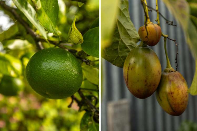 2462 State Highway 1 Grovetown_8