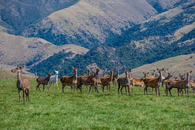 363 Elders Road Maungati_3