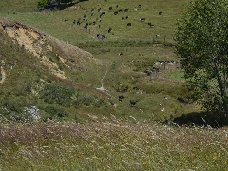 97 Brake Road Ngongotaha_7