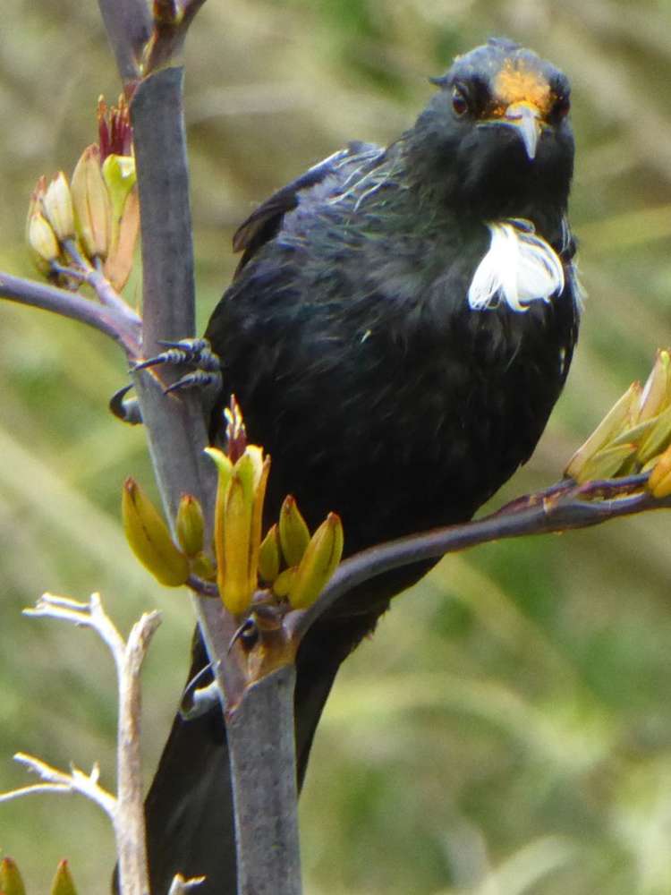 1278 Poihipi Road Oruanui_3