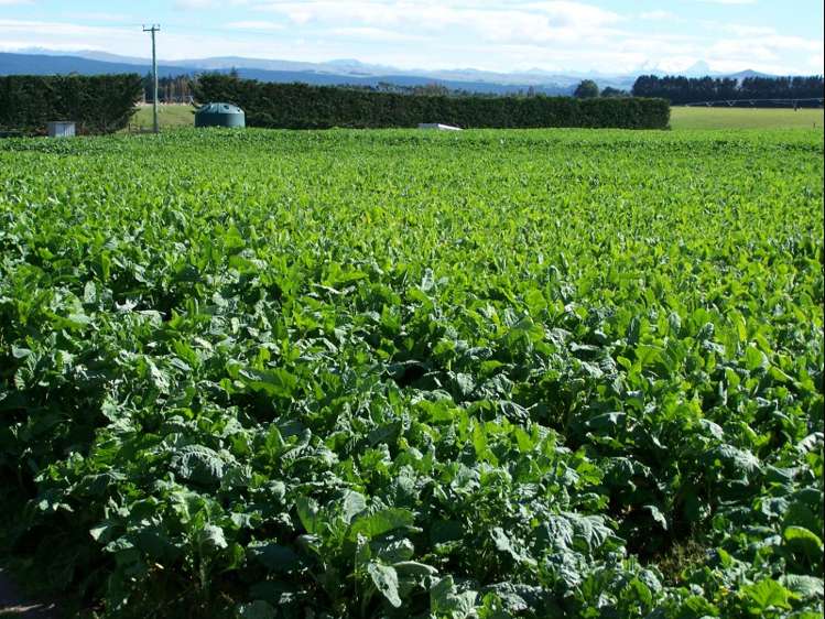 126 Happy Valley Road Maheno_17