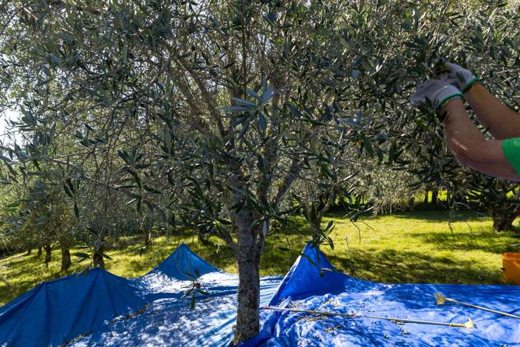 32 Ara Lane Kerikeri_42