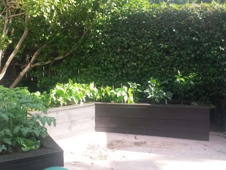 8a Malam Street Glen Eden_14