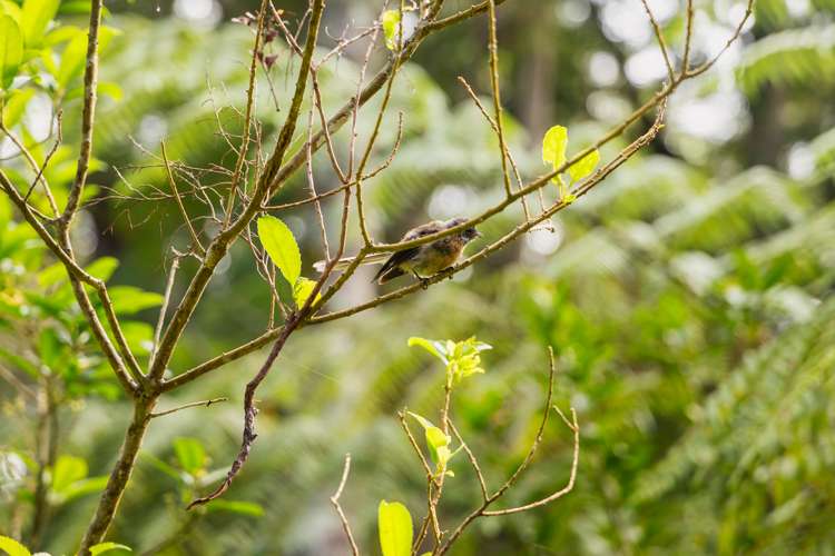 81 Grange Street Warkworth_33