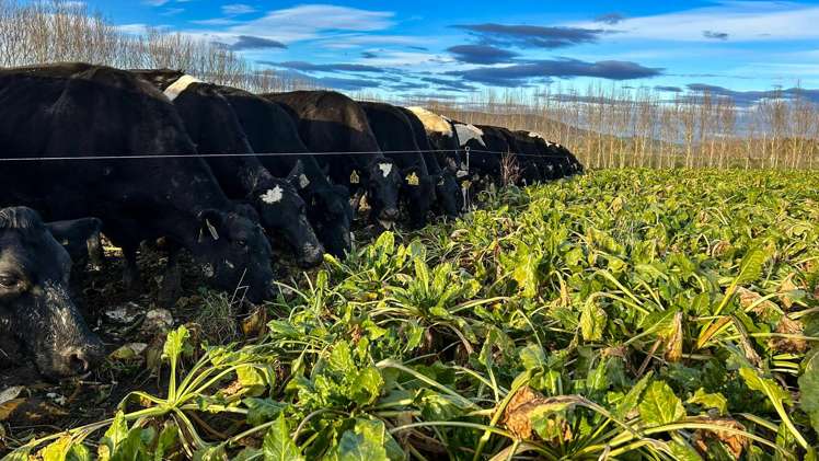 473 Clifden Gorge Road Eastern Bush_20
