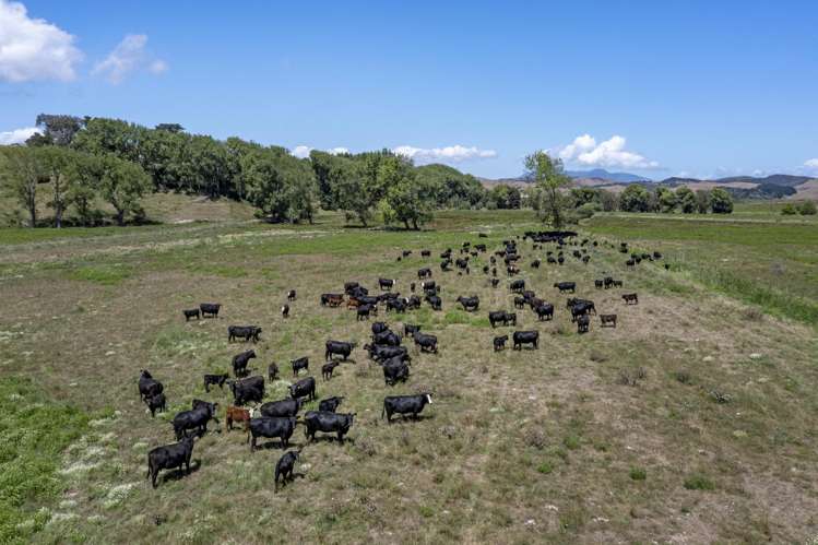 475 Te Akau South Road Te Akau_23