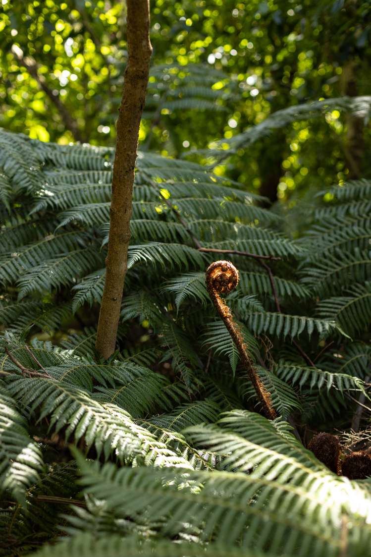 11 The Ritz Orewa_22