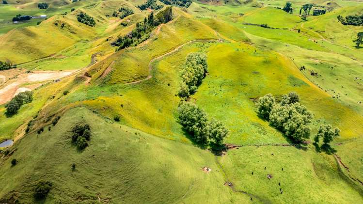 162 Standish Road Toko_15