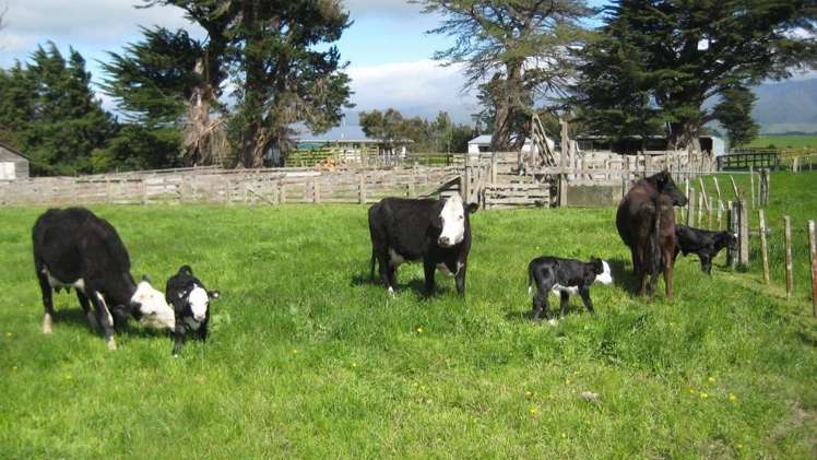 228 Smith Road Dannevirke_2