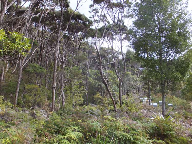 63 Wainui Road Kaeo_11