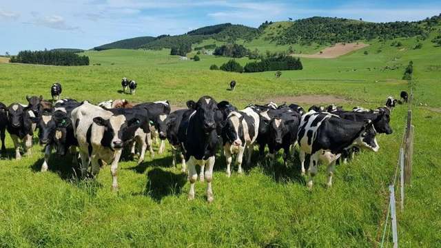 Beef Unit with Purchase Options