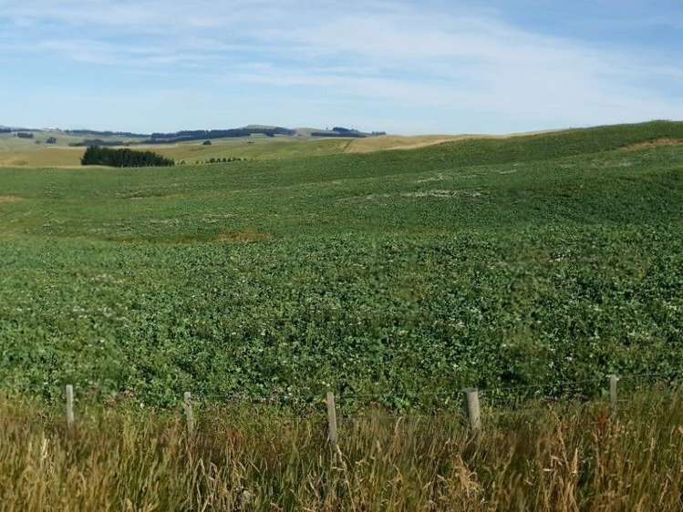 295 Wallaces Ford Road Hindon_16