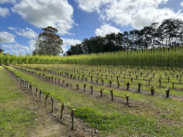 96 Engles Road Shannon_7