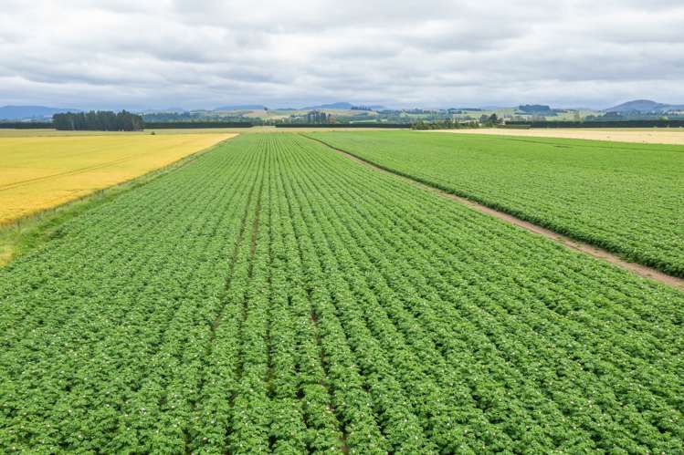 Waireka Road Darfield_21