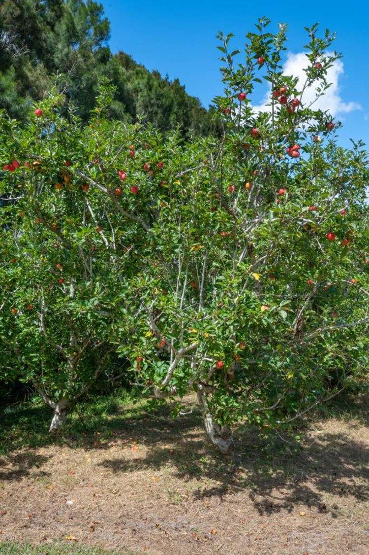 1295 Coatesville-Riverhead Highway Kumeu_22