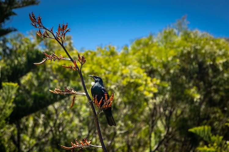 516 Clova Bay Road Kenepuru Sound_33