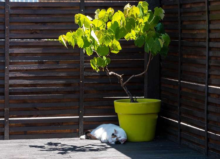 83b Western Road Ngongotaha_15