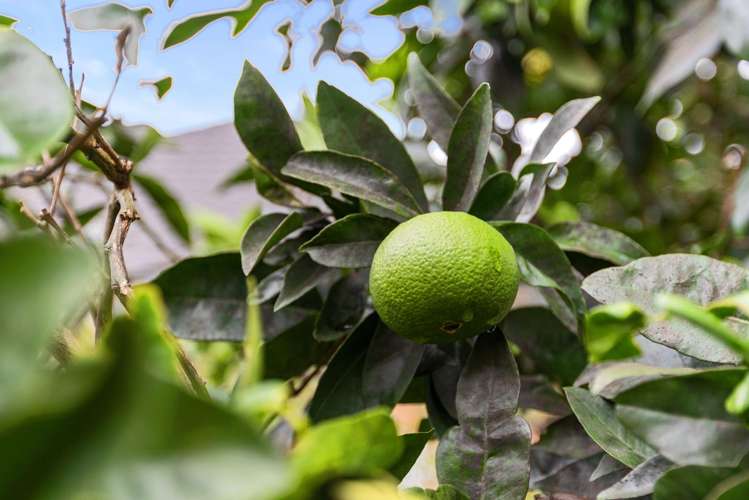 27C Linton Crescent Matua_15