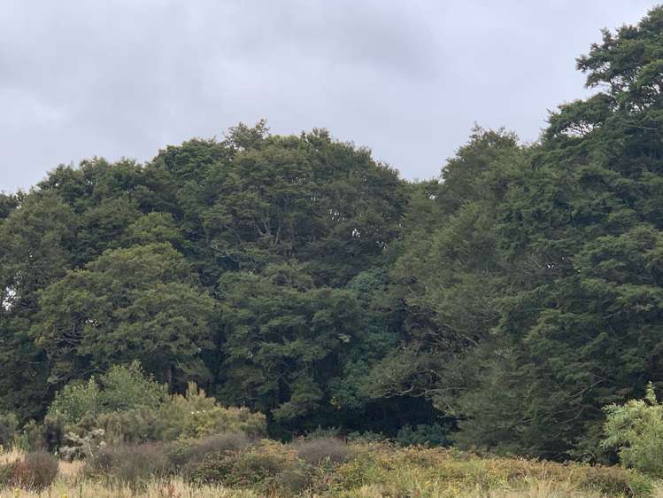 Harrington Mill Road Catlins Surrounds_7