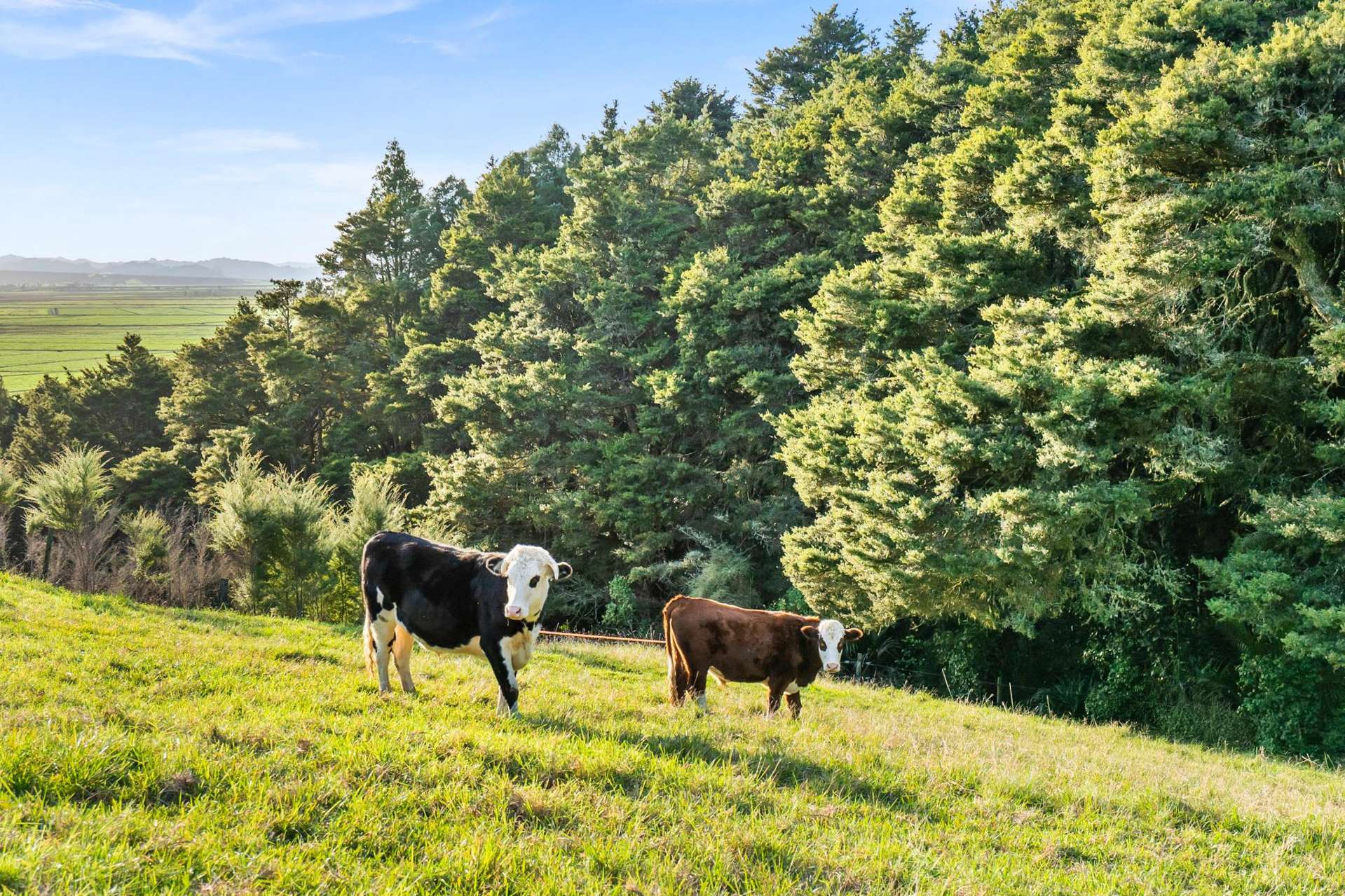 389A Crane Road Kauri_0