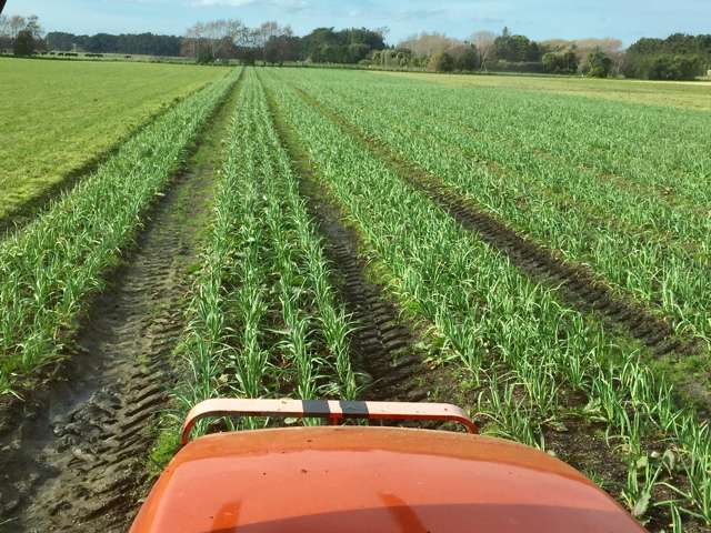 1522 Parewanui Road Bulls_4