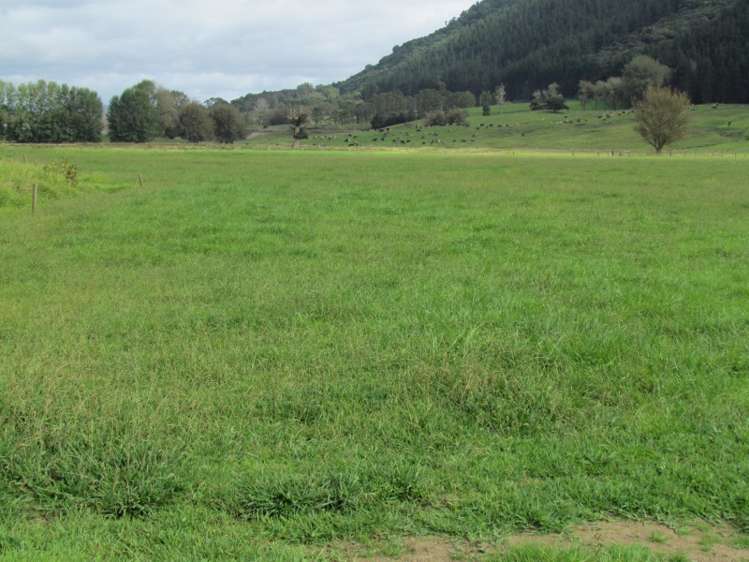 353 Wilson Road Pakotai_6