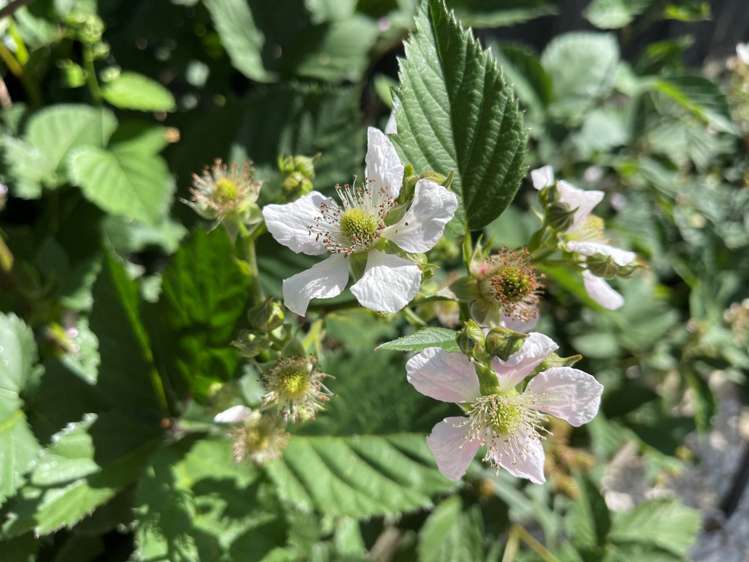 3 Fernbird Avenue Te Kauwhata_16