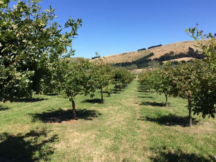 318 Millers Road Gebbies Valley_26