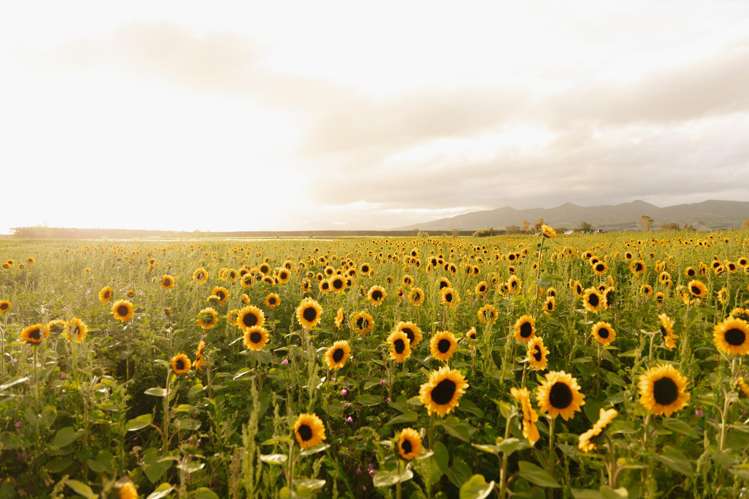 246 Georges Road Waipara_30