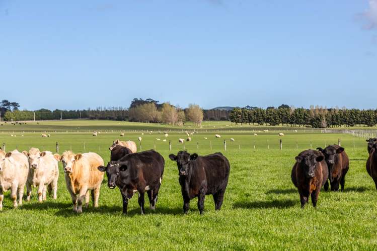 White Rock Road Martinborough_19