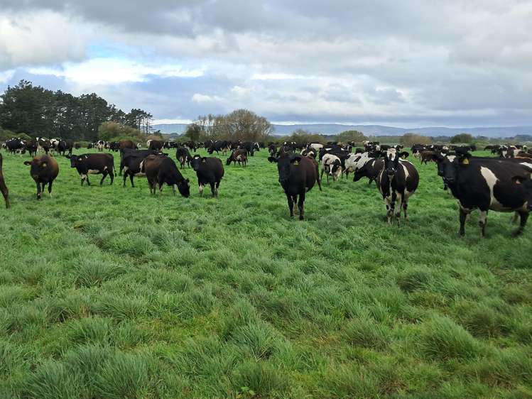 1040 Roberts Line Bunnythorpe_7