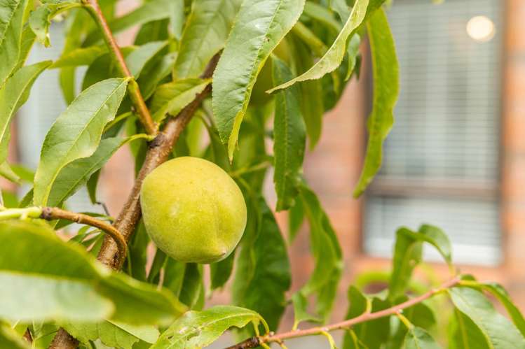 3/91 Rangitoto Road Papatoetoe_13