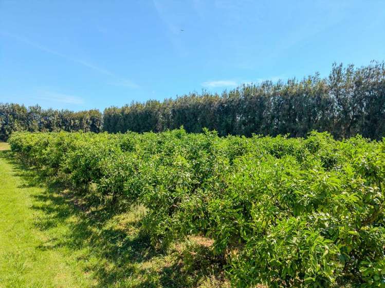 581D Kerikeri Road Kerikeri_5