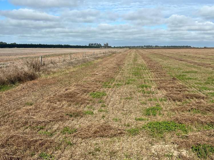 1234 Back Track Ashburton_15