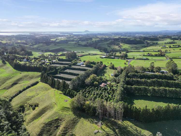 482B Esdaile Road Whakamarama_11