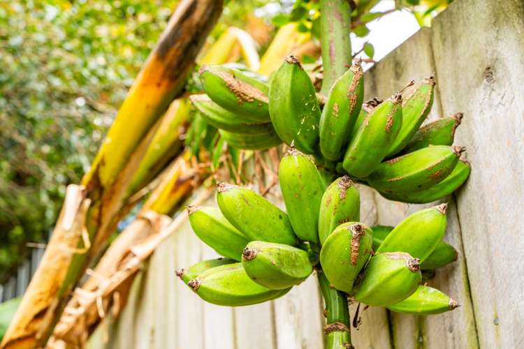 16 Batten Street Wellsford_14