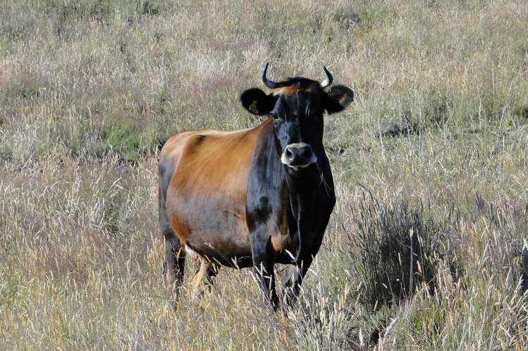 135 Canaan Road Kahurangi National Park_25