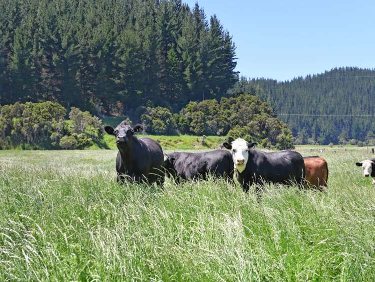 115 Howard Valley Road Kahurangi National Park_3