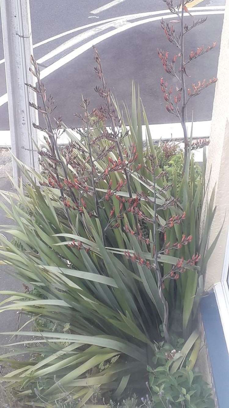 1/54 Brown Street Dunedin Central_8