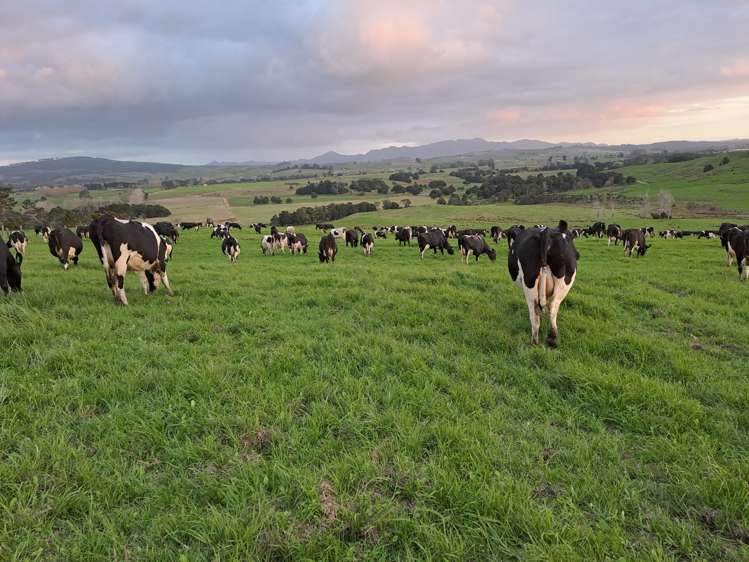 148 Malone Road Kokopu_3