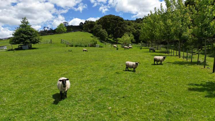 537a State Highway 2 Mangatawhiri_10