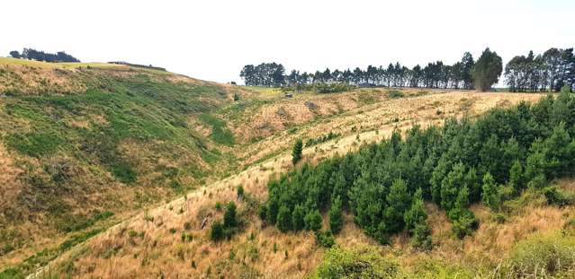 Sunflower Road Balclutha_4