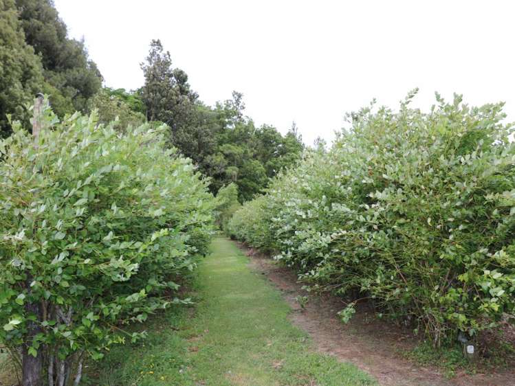 496 Tapapa Road Tapapa_16