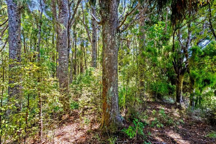 65 M Greenwood Road Leigh_8