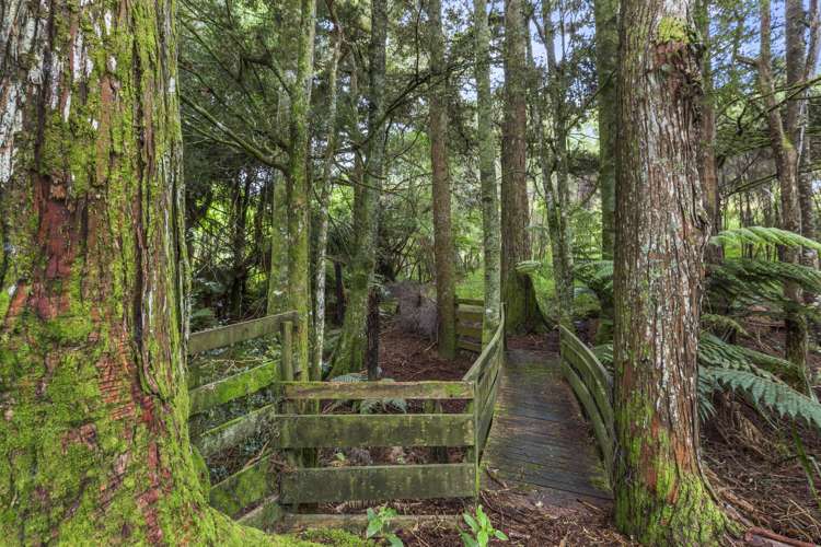 102 Waitetuna Valley Road Raglan_29